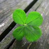 Be the 4 Leaf Clover of the Job Hunt