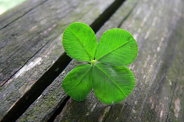 Be the 4 Leaf Clover of the Job Hunt